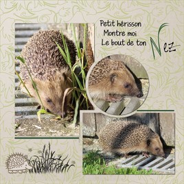 hérisson