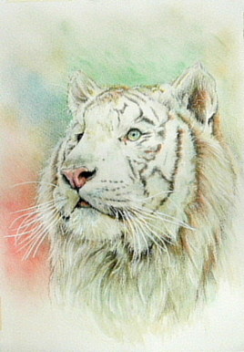 Tigre de Sibérie.