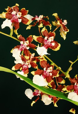 Orchidée hybride