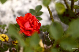 Belle rose rouge