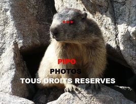 Marmotte du lac Lauvitel (hautes Alpes)