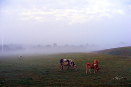 Vaches dans la brume