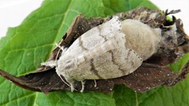 Plus facile d'en sortir que d'y rentrer dans le cocon !!!