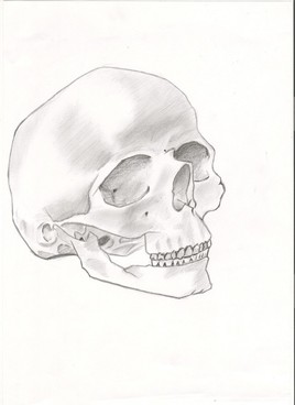 Un crâne