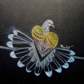 Tourterelle des bois (Streptopelia turtur) / Painting An European turtle dove
