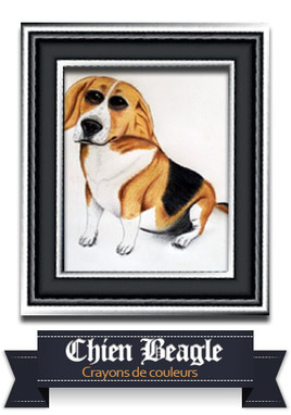 Chien Beagle