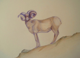 Mouflon.
