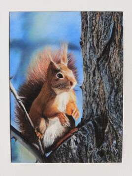 # Ecureuil sur son arbre perch&eacute;