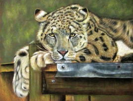 Panth&egrave;re des neiges