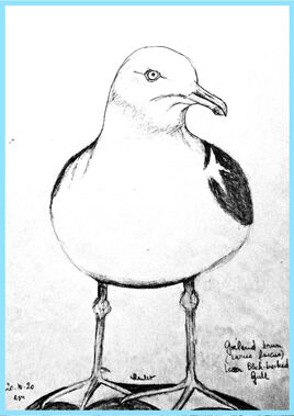 Goéland brun (Larus fuscus) / Sketch A Lesser Black-backed gull