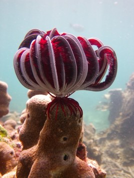 Comatule  Tha&iuml;lande