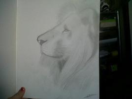 Lion de profil