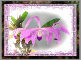 Laelia perrinii - Orchidée