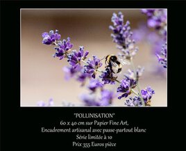 Pollinisation