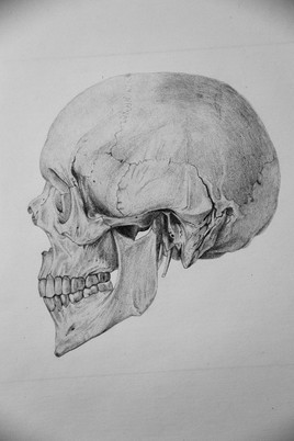 crâne de profil