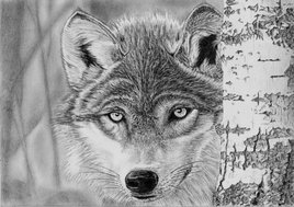 loup &agrave; l'affut