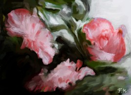 Hibiscus &agrave; la maison