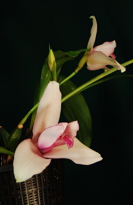 Orchidée du Guatemala et du Mexique.