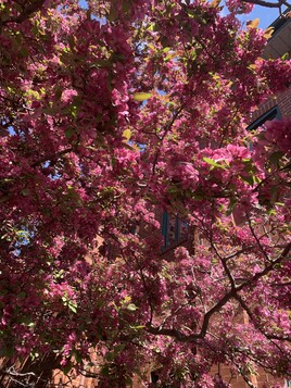 Abre feuilles ros&eacute;