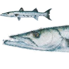 Barracuda