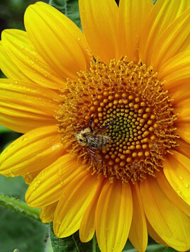L'abeille et le tournesol