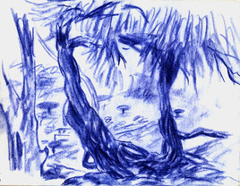 Arbre bleu du Mexique