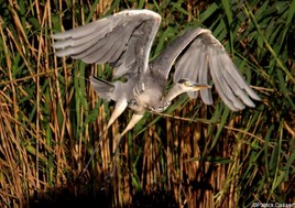 Décollage d'un héron
