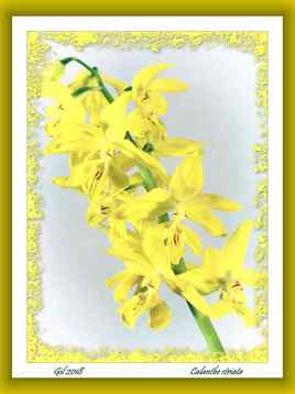 Calanthe striata - Orchidée