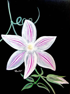 Clématite rose « Sally » / Painting The pink clematis « Sally »