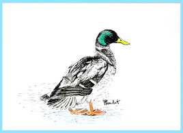 Canard colvert (Anas platyrhyncos) / Drawing A mallard duck