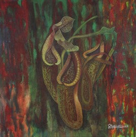 Nepenthes Macrophylla Series 3