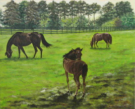 Chevaux, Haras national, Kildare, Irlande