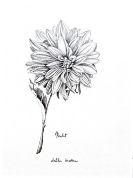 Dahlia bicolore 1/2 - Drawing : a two-colored dahlia 1/2