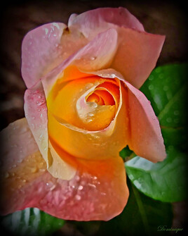 Mon amie la rose
