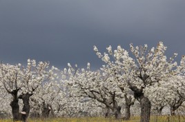 Cerisiers blancs sur ciel bleu Lubéron