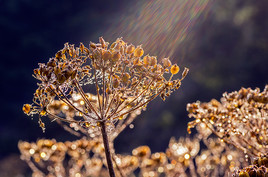 Matin&eacute;e automnale