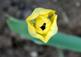 Tulipe
