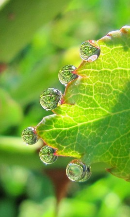 ros&eacute;e sur rose