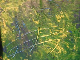 Homme &agrave; six bras