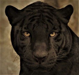 Tigre blanc panthère noire