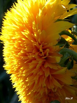 Fleur du soleil...Quel pompon