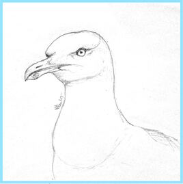 Goéland argenté (Larus argentatus) / Sketch An European Herring gull