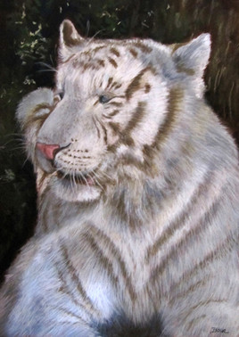 Tigre blanc 2