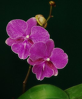 Un Phalaenopsis mutant.