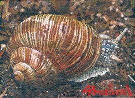 Escargot