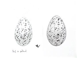 Oeuf de goéland / Drawing Egg of gull