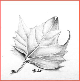Erable plane (Acer platanoides) une feuille / Drawing A leaf of a Norway maple