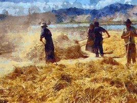 Le travail du blés