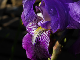 Fleur d'Iris