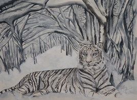 Tigre  blanc